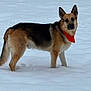 alert, animal, bandana, canine, cold, dog, ears, four_legs, fur, german_shepherd, mammal, nature, outdoor, pet, portrait, snow, standing, tail, white_background, winter