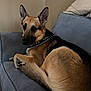 Samson joined the competition — help win amazing prizes! animal, black, brown, canine, collar, comfortable, couch, dog, ears, fur, furniture, german_shepherd, home, indoor, looking_back, pet, relaxed, resting, snout, tail