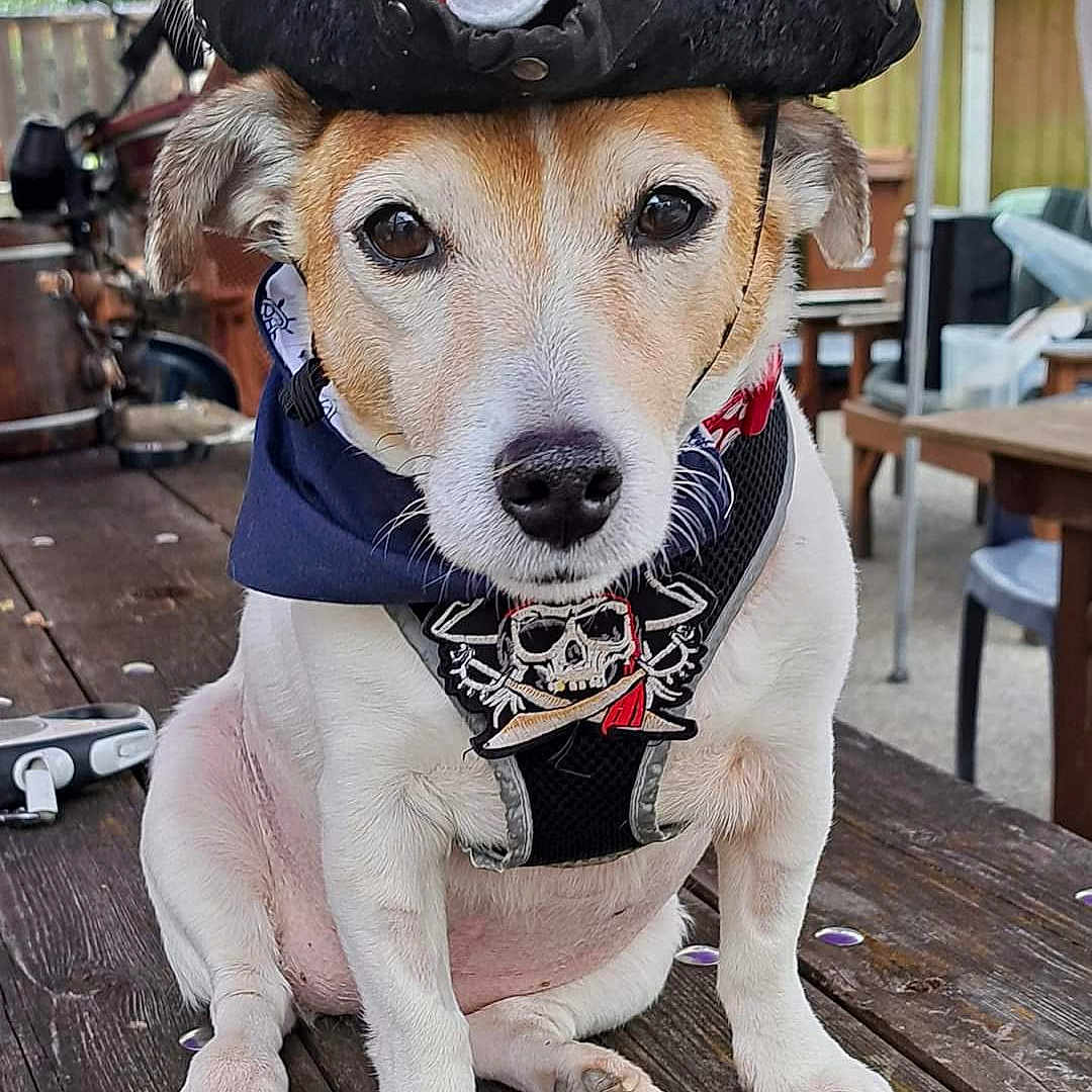 Millie The Pirate Dog