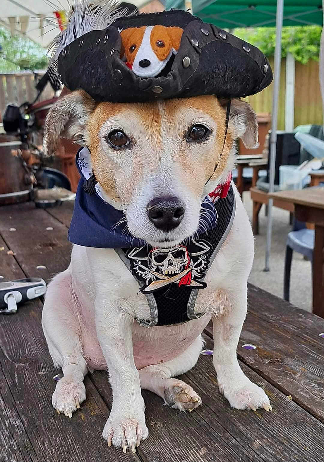 Millie The Pirate Dog