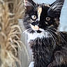 Tartine participe au concours pour gagner de l'argent avec cette photo : cat, kitten, calico, black_and_white, orange_patches, pet, animal, feline, portrait, close_up, face, eyes, whiskers, ears, fur, fluffy, indoors, soft_focus, sitting, cute
