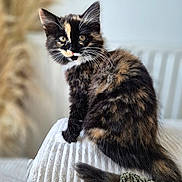 Tartine participe au concours pour gagner de l'argent avec cette photo : cat, kitten, tortoiseshell, fluffy, fur, whiskers, green_eyes, sitting, portrait, pet, animal, indoor, cushion, blanket, cozy, home, soft_lighting, shallow_depth_of_field, close_up, cute