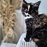 Tartine participe au concours pour gagner de l'argent avec cette photo : cat, kitten, calico, tricolor, animal, pet, feline, portrait, fluffy, whiskers, ears, eyes, black_fur, orange_fur, white_fur, sitting, blanket, indoors, close_up, soft_focus