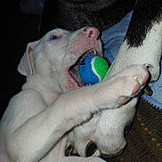 Yeti is registered to the contest to win money with this photo: puppy, dog, playful, tennis_ball, white_dog, black_dog, paw, teeth, close_up, pet, animal, play, bite, fur, cute, young_dog, indoor, friendship, companions, interaction