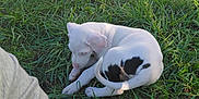 Yeti is registered to the contest to win money with this photo: puppy, dog, grass, outdoor, pet, white_dog, black_spots, curled_up, paw, person, footwear, slipper, shadow, sunlight, nature, summer, playful, cute, animal, young_dog