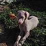 Yeti is registered to the contest to win money with this photo: puppy, dog, grass, outdoor, sunlight, white_dog, pet, fence, toy, play, nature, animal, young_dog, relaxed, sunny, paw, nose, ears, ground, daylight
