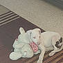 Yeti joined the competition — help win amazing prizes! puppy, dog, white_dog, stuffed_animal, toy, carpet, indoor, floor, striped_carpet, black_spots, cuddling, pet, animal, home, furniture, relaxed, cute, young_dog, playful, companion