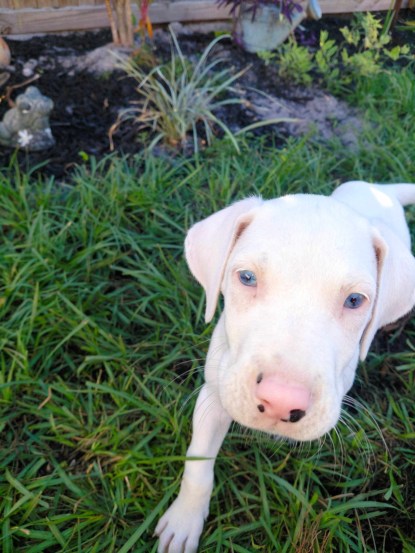 Yeti joined the competition — help win amazing prizes! puppy, dog, white_dog, grass, outdoor, pet, animal, close_up, blue_eyes, pink_nose, nature, young_dog, garden, curious, cute, mammal, canine, fur, playful, daylight