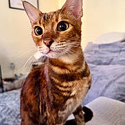 Lyla joined the competition — help win amazing prizes! cat, tabby, pet, indoor, feline, cozy, couch, fur, whiskers, ears, eyes, sitting, curious, alert, domestic_animal, home, furniture, closeup, animal, mammal