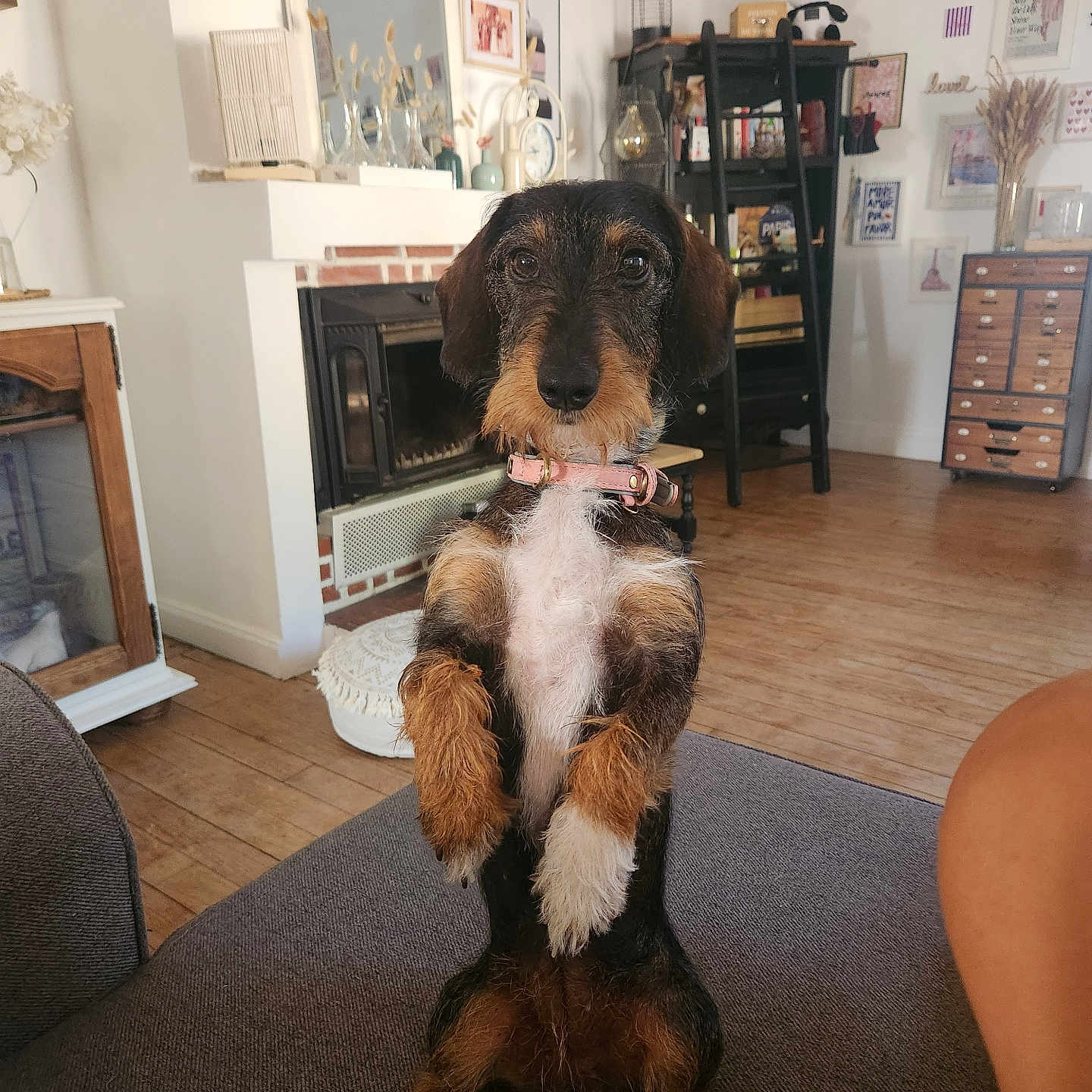 Suzanne a rejoint le concours — aidez-le/la à gagner de superbes lots ! animal, attentive, books, brown_dog, collar, couch, cozy, curious, decor, dog, domestic, fireplace, furniture, indoor, living_room, pet, picture_frame, shelf, small_dog, wood_floor