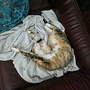 Manuelle participe au concours pour gagner de l'argent avec cette photo : cat, tabby, stretching, blanket, white_blanket, leather_couch, brown_couch, indoor, pet, feline, resting, sleeping, cozy, fur, animal, domestic_animal, relaxation, comfort, home, soft_texture