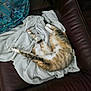 cat, tabby, stretching, blanket, white_blanket, leather_couch, brown_couch, indoor, pet, feline, resting, sleeping, cozy, fur, animal, domestic_animal, relaxation, comfort, home, soft_texture