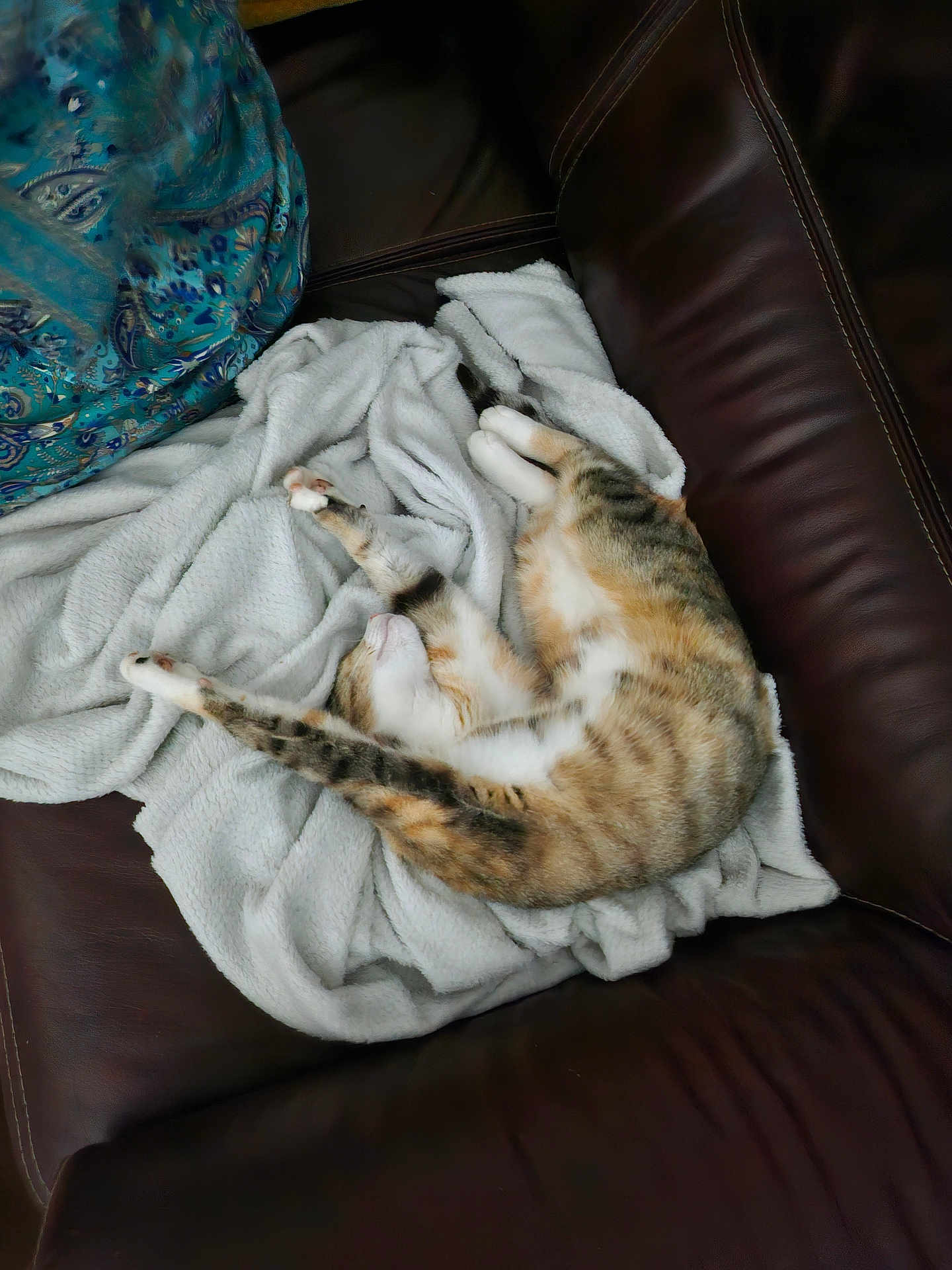 Manuelle participe au concours pour gagner de l'argent avec cette photo : cat, tabby, stretching, blanket, white_blanket, leather_couch, brown_couch, indoor, pet, feline, resting, sleeping, cozy, fur, animal, domestic_animal, relaxation, comfort, home, soft_texture