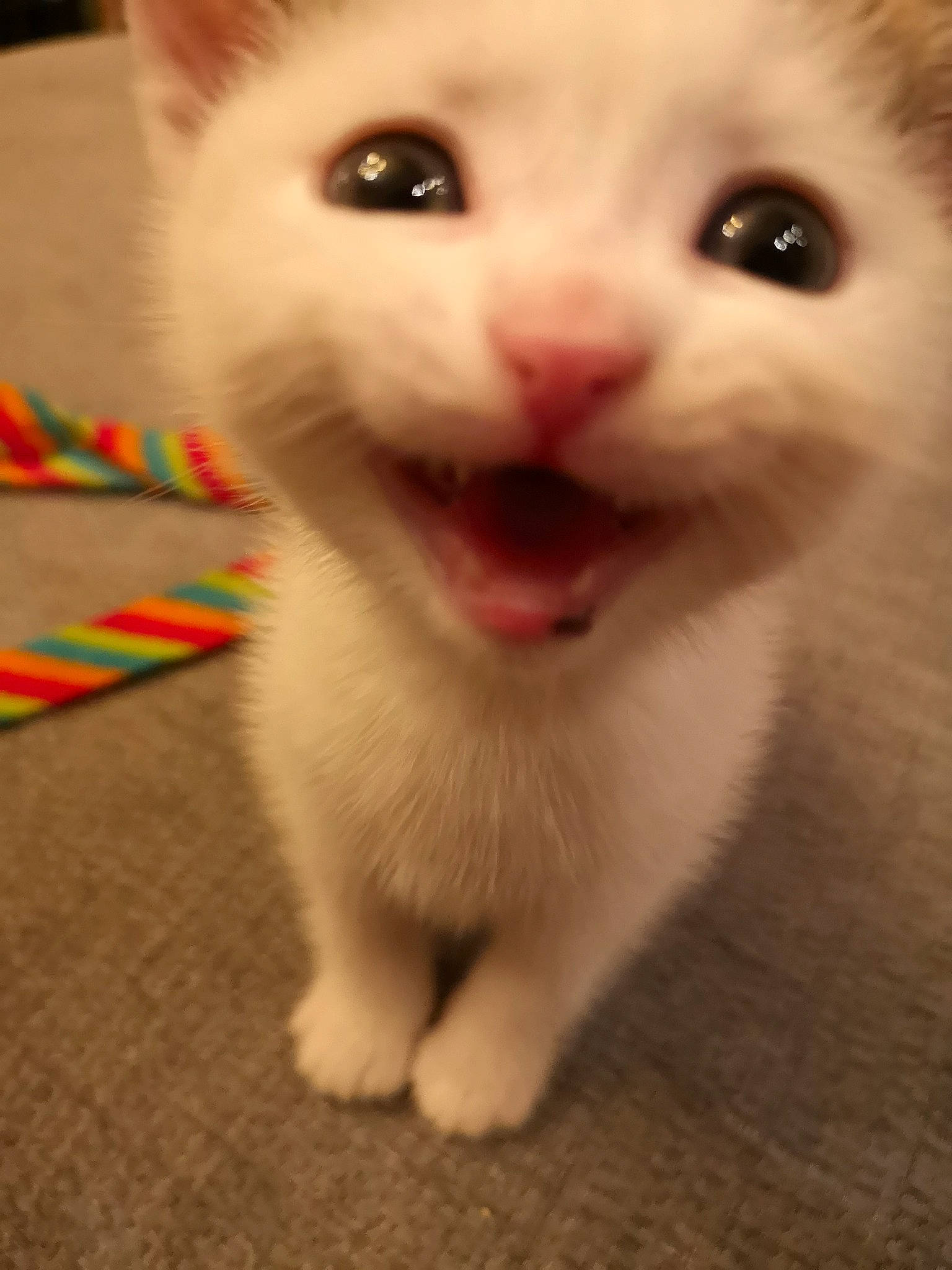 Roy joined the competition — help win amazing prizes! aegean_cat, carnivore, cat, domestic_short_haired_cat, eye, eyebrow, felidae, iris, khao_manee, kitten, mammal, mouth, nose, ojos_azules, skin, small_to_medium_sized_cats, snout, turkish_angora, turkish_van, whiskers