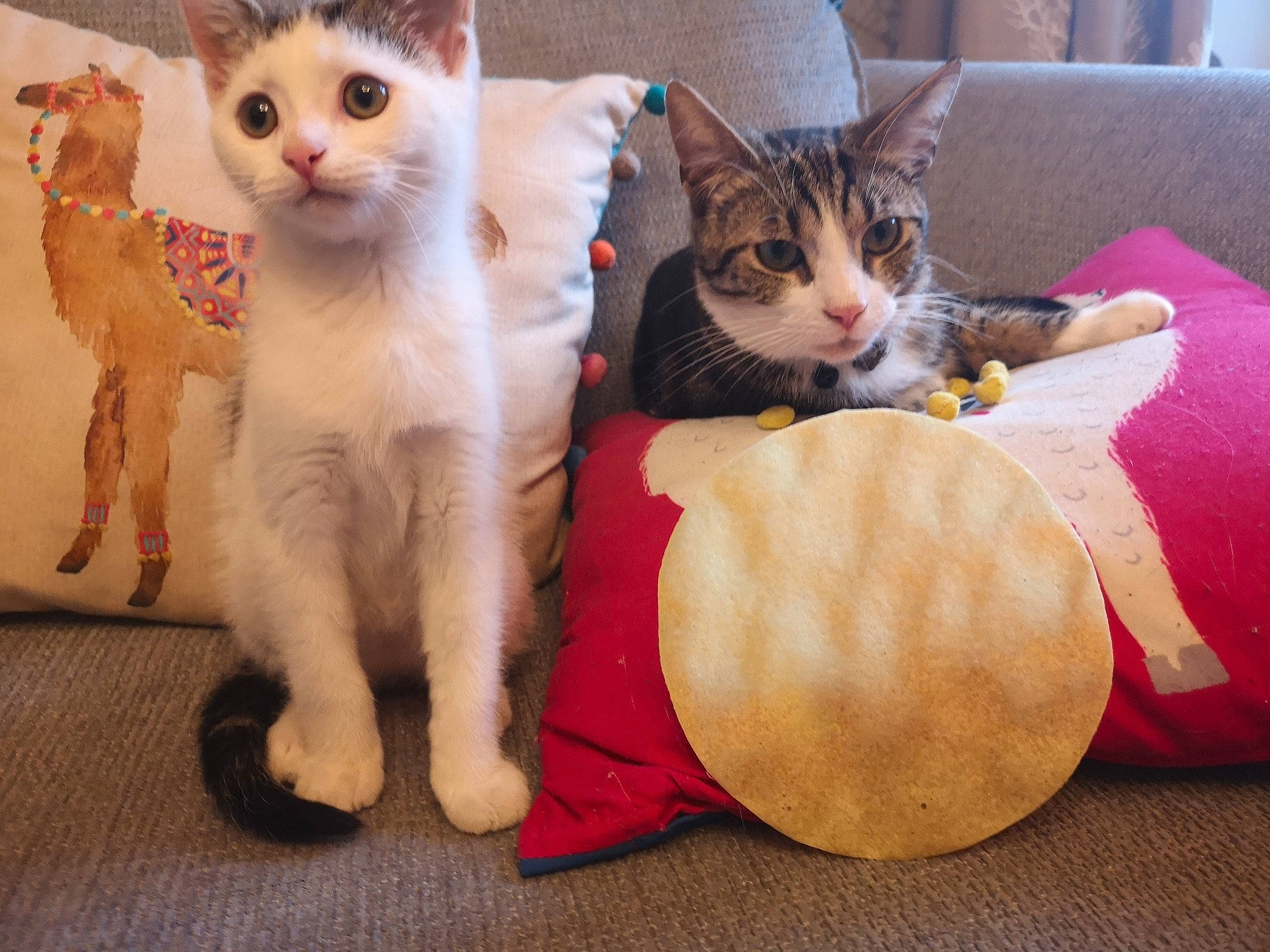 Roy is registered to the contest to win money with this photo: aegean_cat, arabian_mau, asian, carnivore, cat, colorpoint_shorthair, domestic_short_haired_cat, european_shorthair, fawn, felidae, fur, german_rex, kitten, mammal, paw, polydactyl_cat, small_to_medium_sized_cats, tail, turkish_van, whiskers