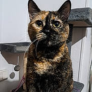 Luna participe au concours pour gagner de l'argent avec cette photo : cat, tortoiseshell, pet, indoor, cat_tree, whiskers, curious, feline, animal, sitting, wide_eyes, fur, ears, toy, home, portrait, looking, mammal, domestic, cute