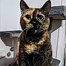 cat, tortoiseshell, pet, indoor, cat_tree, whiskers, curious, feline, animal, sitting, wide_eyes, fur, ears, toy, home, portrait, looking, mammal, domestic, cute