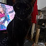 black_cat, cat, indoor, computer_screen, animated_character, desk, dark_fur, moody_lighting, red_garment, scratching_post, home_interior, pet, feline, whiskers, ears, close_up, shadow, curiosity, animal, domestic