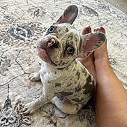 Maijor joined the competition — help win amazing prizes! adorable, animal, blue_eyes, carpet, companion, curious, cute, dog, domestic, ears, floor, indoor, legs, looking_up, person, pet, puppy, sitting, spotted, young