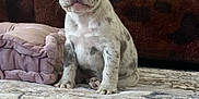 Maijor is registered to the contest to win money with this photo: animal, blanket, blue_eyes, close_up, companion, curious, cushion, cute, dog, ears, fur, indoor, nose, paws, pet, puppy, rug, sitting, spotted, young_dog