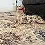 Maijor joined the competition — help win amazing prizes! animal, carpet, couch, cute, dog, domestic, excited, floor, fur, indoor, living_room, lying_down, patterned_carpet, pet, pet_crate, playful, puppy, spotted, tongue_out, young_dog