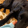 dog, black_dog, bed, blanket, hand, fleece, resting, cozy, indoor, pet, animal, comfort, warm, fur, sleepy, domestic, closeup, relaxation, paw, person