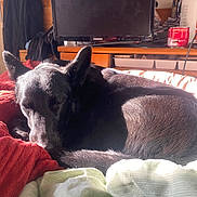 Moon participe au concours pour gagner de l'argent avec cette photo : dog, black_dog, sleeping, bed, blanket, sunlight, indoor, furniture, television, wooden_wall, red_blanket, green_blanket, cozy, pet, resting, domestic, home, relaxation, canine, animal