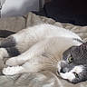 Olympia participe au concours pour gagner de l'argent avec cette photo : cat, gray_and_white, lying_down, bed, bedspread, indoor, pet, feline, whiskers, relaxed, domestic_animal, fur, sleepy, cozy, resting, green_eyes, animal, comfortable, household, close_up