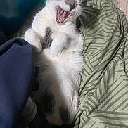 Olympia participe au concours pour gagner de l'argent avec cette photo : cat, animal, pet, feline, yawning, lying_down, white_and_gray, fur, cozy, blanket, fabric, indoor, cute, sleepy, paws, relaxed, resting, domestic_animal, mammal, whiskers