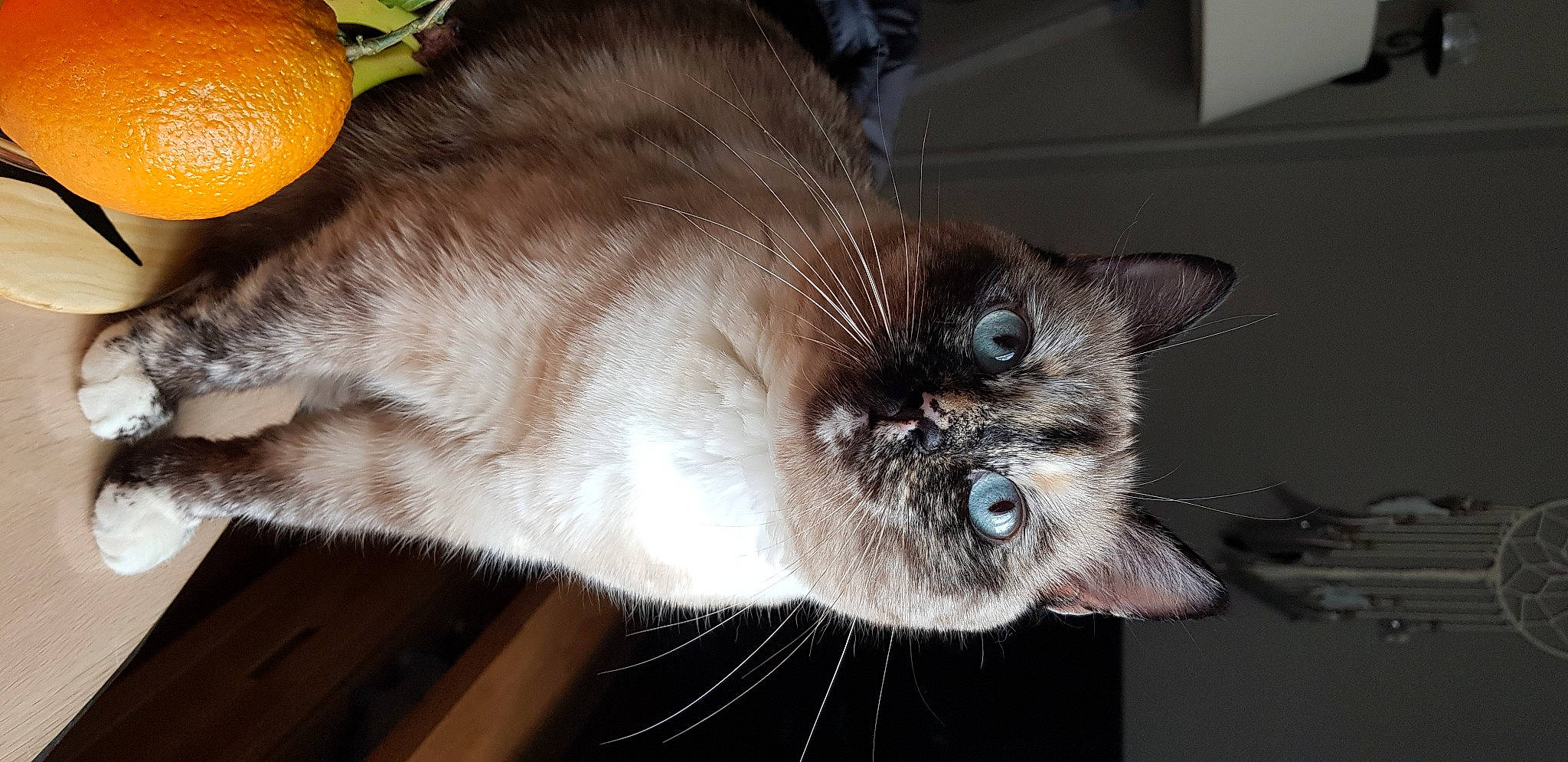 Boo participe au concours pour gagner de l'argent avec cette photo : carnivore, cat, citric_acid, citrus, clementine, domestic_short_haired_cat, fawn, felidae, fruit, fur, head, lemon, meyer_lemon, rangpur, siamese, small_to_medium_sized_cats, snout, thai, valencia_orange, whiskers