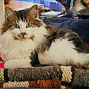 Norwegianforestcat joined the competition — help win amazing prizes! cat, cats, fluffy, long_hair, tabby, white_fur, brown_fur, green_eyes, pet, animal, relaxed, lying_down, indoors, living_room, blanket, crochet, couch, home, portrait, cute
