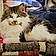 Norwegianforestcat