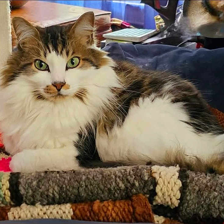 Norwegianforestcat joined the competition — help win amazing prizes! cat, cats, fluffy, long_hair, tabby, white_fur, brown_fur, green_eyes, pet, animal, relaxed, lying_down, indoors, living_room, blanket, crochet, couch, home, portrait, cute