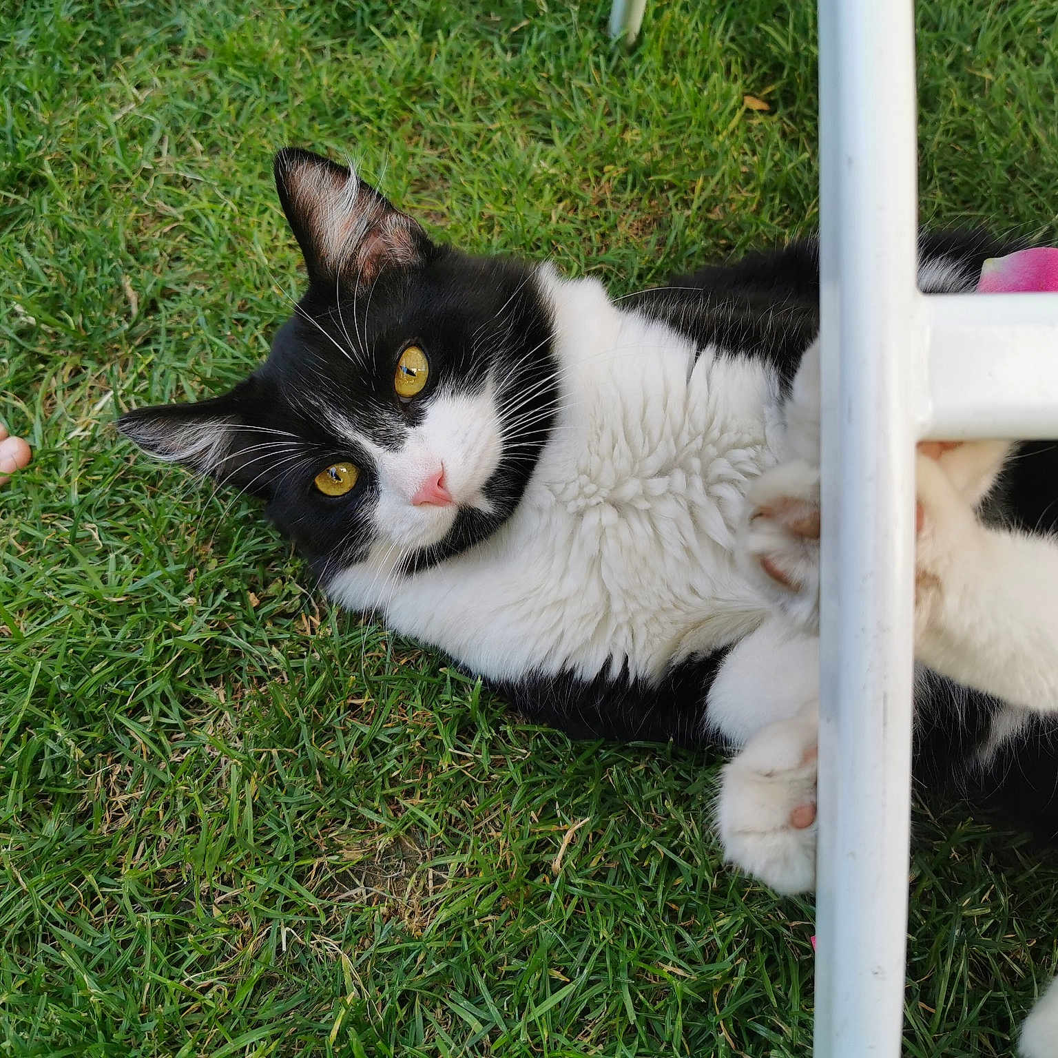 Bandi