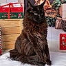cat, black_cat, fluffy, green_eyes, sitting, blanket, christmas, fireplace, wrapped_presents, holiday, decorations, wooden_box, indoors, festive, cozy, portrait, pet, fur, animal, background