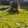Venom a rejoint le concours — aidez-le/la à gagner de superbes lots ! cat, black_cat, grass, outdoor, sunlight, harness, leash, clothesline, clothes, greenery, garden, fence, lamp_post, sky, daytime, pet, animal, relaxed, nature, backyard