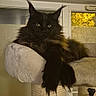 cat, black_cat, indoor, cat_tree, lounging, tufted_ears, window, yellow_light, pet, feline, fur, animal, relaxed, looking_at_camera, cozy, home, soft_lighting, close_up, resting, portrait