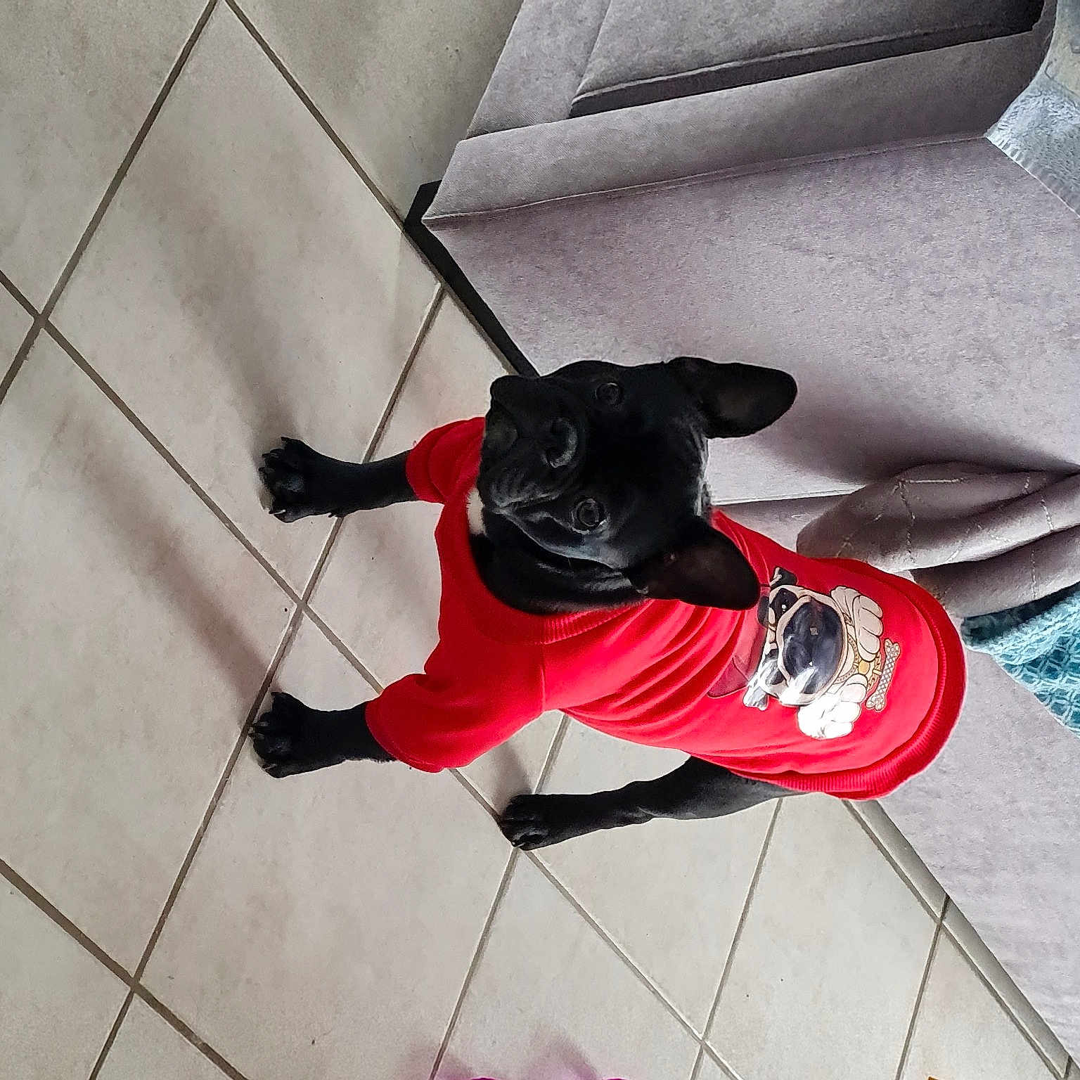Simba participe au concours pour gagner de l'argent avec cette photo : carmine, carnivore, companion_dog, dog, dog_breed, dog_clothes, dog_supply, electric_blue, fawn, floor, flooring, grey, leash, pattern, snout, sporting_group, tail, tile_flooring, toy_dog, working_animal