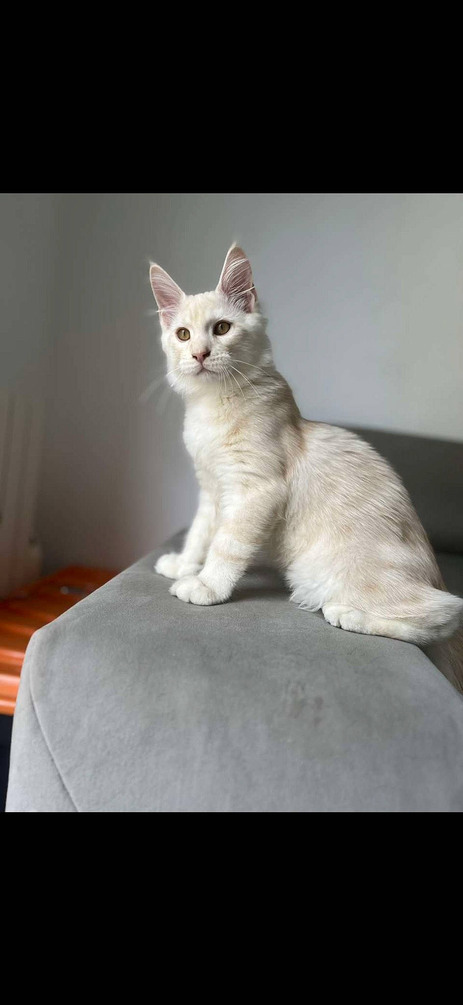 Akira participe au concours pour gagner de l'argent avec cette photo : carnivore, cat, comfort, domestic_short_haired_cat, felidae, fur, paw, sitting, small_to_medium_sized_cats, snout, tail, terrestrial_animal, whiskers