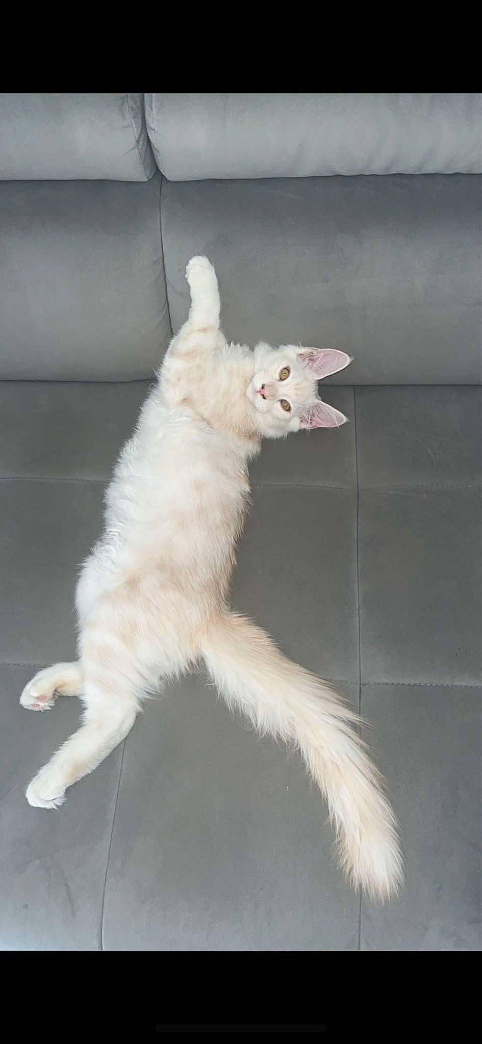 Akira a rejoint le concours — aidez-le/la à gagner de superbes lots ! carnivore, cat, claw, domestic_short_haired_cat, felidae, fur, paw, small_to_medium_sized_cats, snout, tail, terrestrial_animal, whiskers