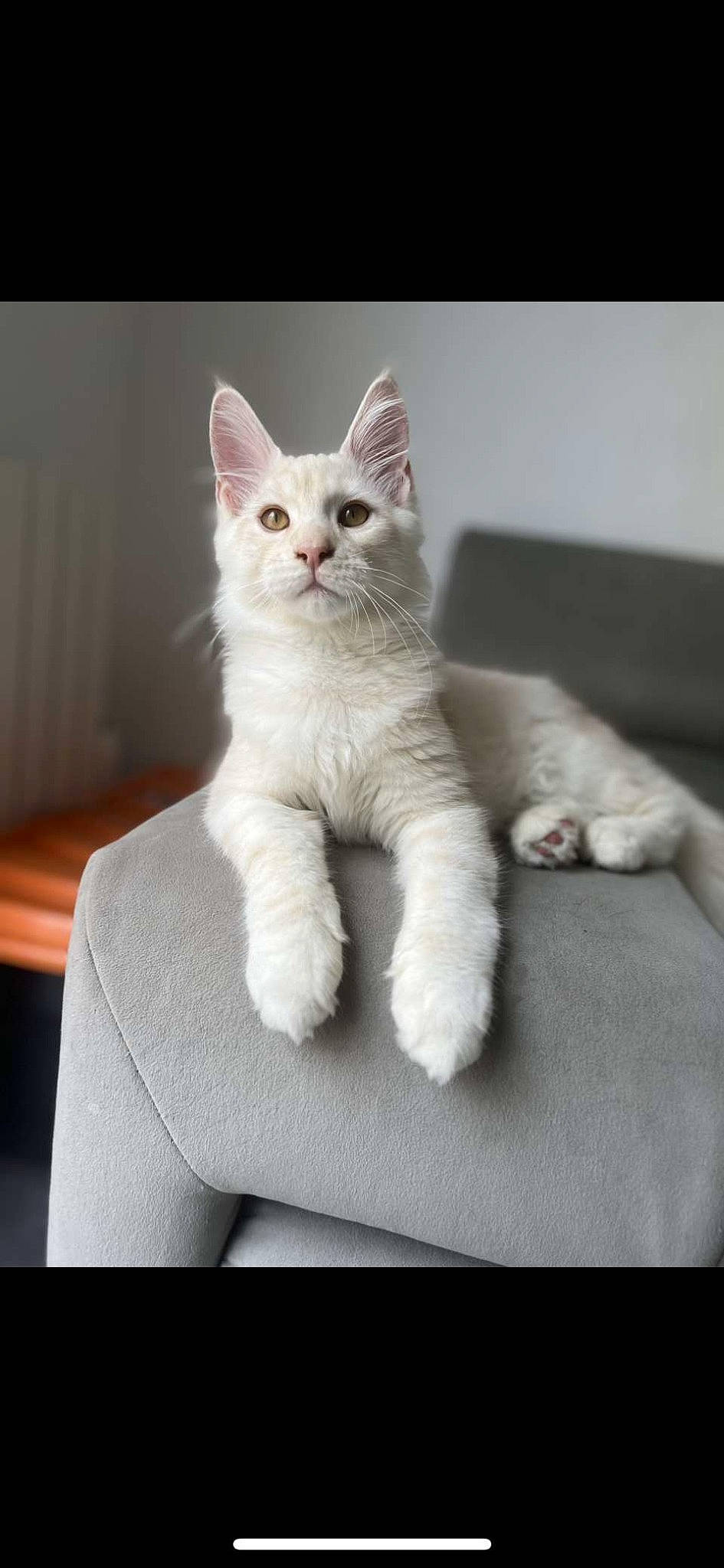 Akira a rejoint le concours — aidez-le/la à gagner de superbes lots ! carnivore, cat, claw, comfort, domestic_short_haired_cat, felidae, fur, paw, sitting, small_to_medium_sized_cats, snout, tail, whiskers