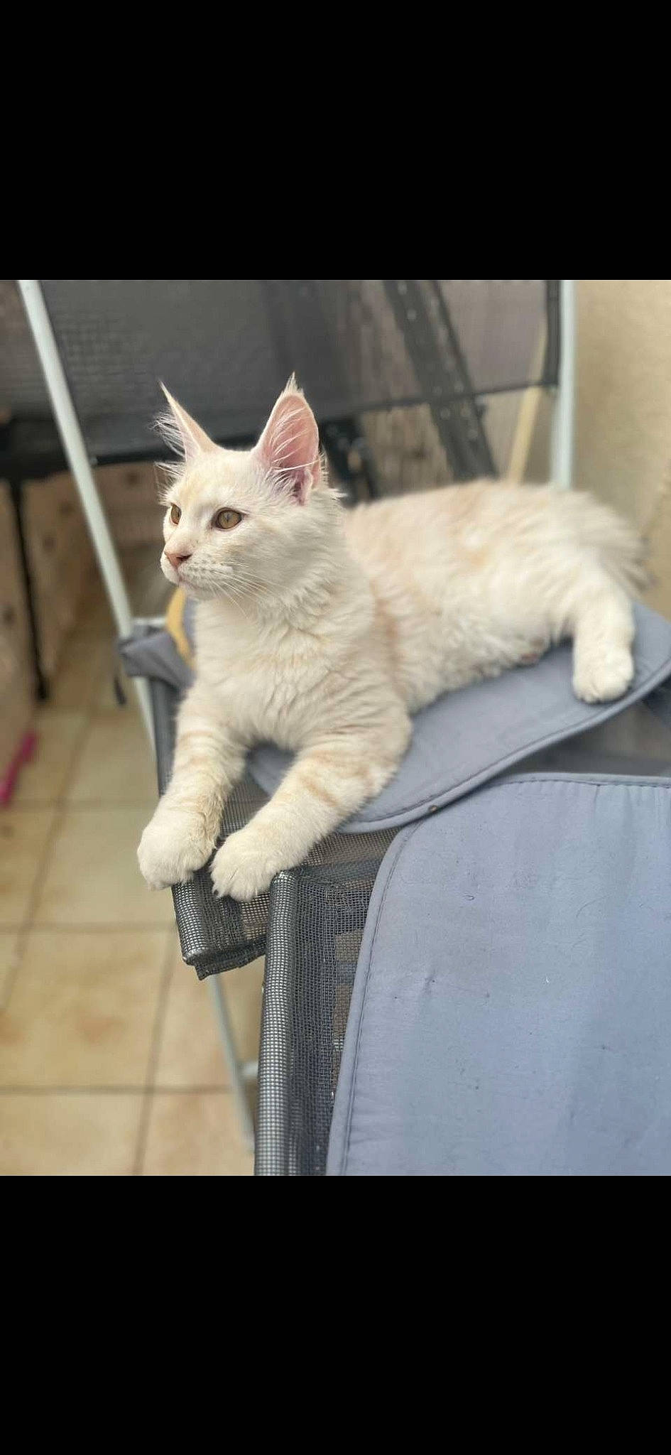 Akira participe au concours pour gagner de l'argent avec cette photo : carnivore, cat, claw, domestic_short_haired_cat, eye, fawn, felidae, fur, head, metal, paw, sitting, small_to_medium_sized_cats, snout, tail, whiskers