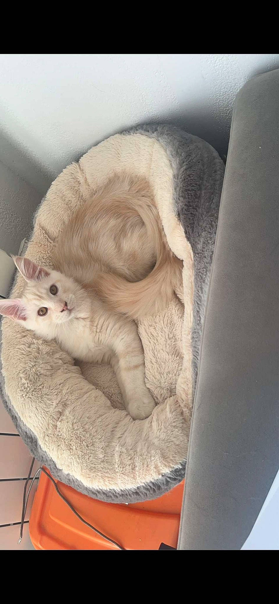 Akira participe au concours pour gagner de l'argent avec cette photo : art, carnivore, cat, comfort, domestic_short_haired_cat, fawn, felidae, fur, grey, jaw, moustache, paw, sculpture, small_to_medium_sized_cats, snout, tail, whiskers, wood, wool, wrinkle