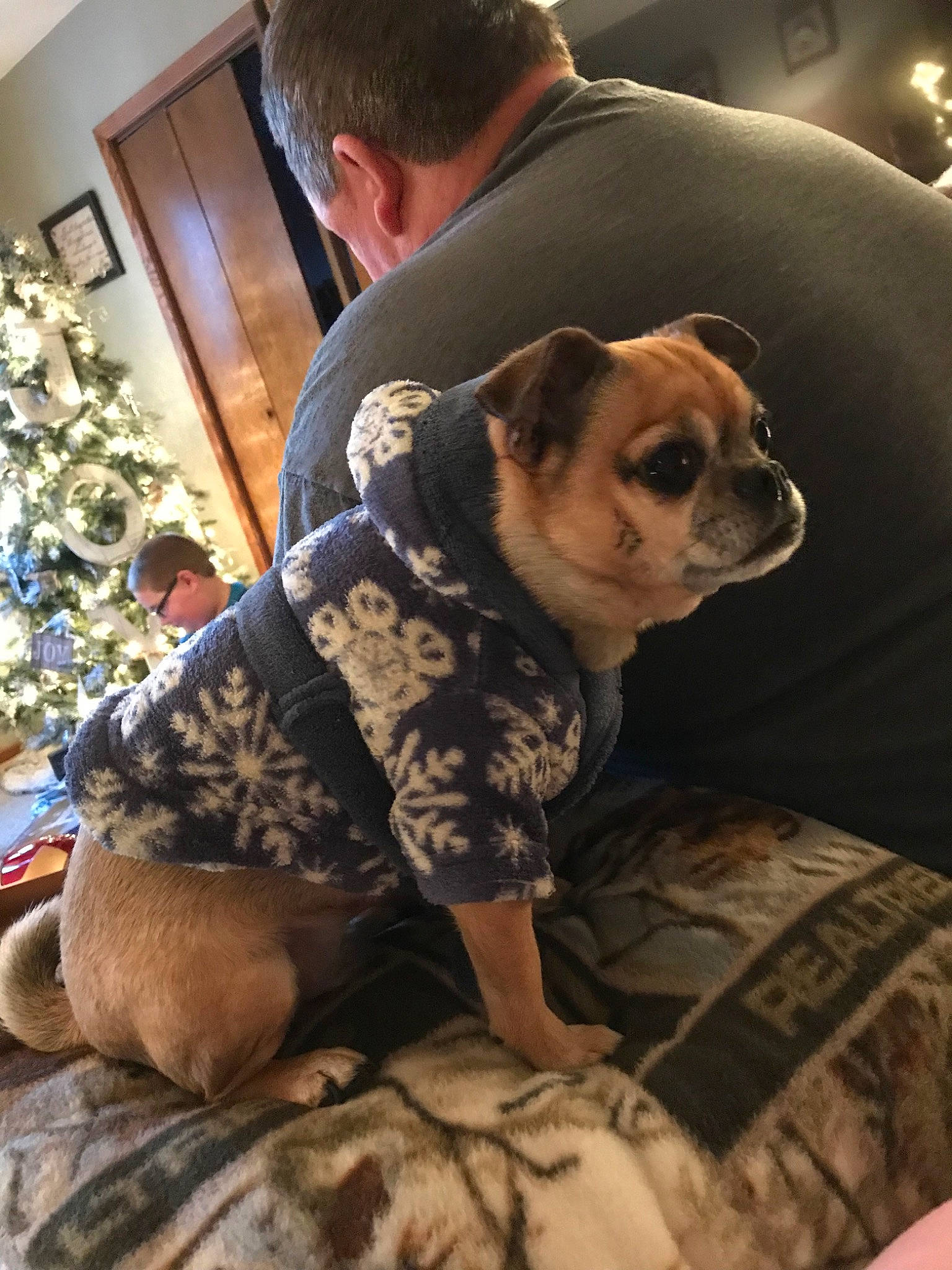 Bella joined the competition — help win amazing prizes! bulldog, canidae, carnivore, companion_dog, dog, dog_breed, dog_clothes, fawn, french_bulldog, non_sporting_group, pug, puppy_love, snout, toy_dog