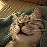 Milo participe au concours pour gagner de l'argent avec cette photo : cat, sleeping, close_up, pet, feline, whiskers, face, nose, fur, cozy, blanket, indoor, resting, cute, domestic_animal, animal, sleep, relaxation, soft, warm_lighting