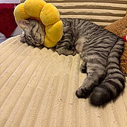 Milo participe au concours pour gagner de l'argent avec cette photo : cat, tabby, sleeping, collar, yellow, plush, blanket, striped, cute, pet, feline, cozy, indoor, resting, soft, fur, tail, couch, pillow, teddy_bear
