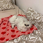 Ruby participe au concours pour gagner de l'argent avec cette photo : cat, white_cat, fluffy, pet, bed, blanket, heart_pattern, pillow, indoor, cozy, resting, cute, animal, feline, domestic_animal, fur, sleepy, comfort, home, cute_pet