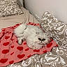 cat, white_cat, fluffy, pet, bed, blanket, heart_pattern, pillow, indoor, cozy, resting, cute, animal, feline, domestic_animal, fur, sleepy, comfort, home, cute_pet