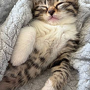 Tchoupete participe au concours pour gagner de l'argent avec cette photo : kitten, cat, sleeping, fluffy, tabby, closeup, paw, blanket, soft, cute, pet, animal, feline, cozy, resting, whiskers, fur, young, domestic, comfort