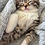 kitten, cat, sleeping, fluffy, tabby, closeup, paw, blanket, soft, cute, pet, animal, feline, cozy, resting, whiskers, fur, young, domestic, comfort